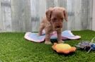 Cavapoo Puppy for Adoption
