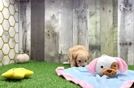 Meet Stefano - our Maltipoo Puppy Video