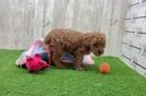 Cavapoo Puppy for Adoption