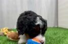Happy Mini Bernedoodle Baby