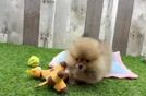 Best Pomeranian Baby