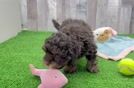 Adorable Havadoodle Poodle Mix Puppy