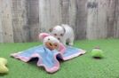 Adorable Bichon Habanero Purebred Puppy