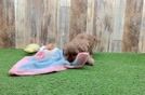 Cute Cavapoo Baby