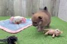 Pomeranian Pup Being Cute