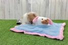 Meet Saratoga - our Pomeranian Puppy Video