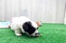 Hypoallergenic Shitzu Designer Puppy