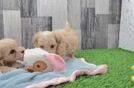 Smart Maltipoo Poodle Mix Pup