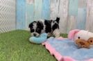 Fluffy Havapoo Poodle Mix Pup