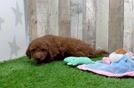 Meet Harley - our Mini Goldendoodle Puppy Video