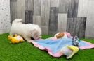 Meet Levi - our Maltipoo Puppy Video