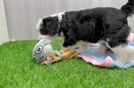 Best Mini Bernedoodle Baby