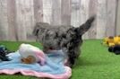Meet Gracie - our Poochon Puppy Video