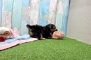 Yorkie Poo Puppy for Adoption