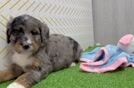 Little Mini Bernepoo Poodle Mix Puppy