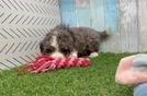 Adorable Mini Bernesedoodle Poodle Mix Puppy