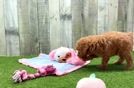 Meet Naples - our Poodle Puppy Video
