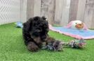 Meet Raphael - our Poodle Puppy Video