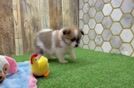 Meet Gibson - our Pomeranian Puppy Video