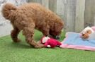 Playful Mini Groodle Poodle Mix Puppy