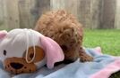 Smart Caniche Purebred Puppy