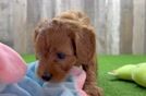 Cavapoo Pup Being Cute