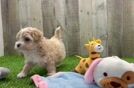 Playful Multipoo Poodle Mix Puppy
