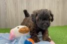 Hypoallergenic Shih Poo Poodle Mix Puppy