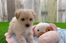 Maltipoo Puppy for Adoption