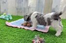 Popular Cockapoo Poodle Mix Pup
