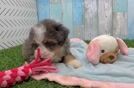 Mini Bernedoodle Puppy for Adoption