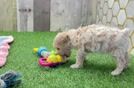 Maltipoo Puppy for Adoption