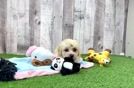 Poochon Pup Being Cute