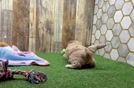 Meet Zach - our Maltipoo Puppy Video