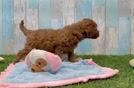 Meet Bodhi - our Cavapoo Puppy Video