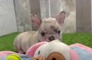 Small French Bulldog Baby