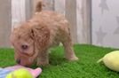 Best Mini Goldendoodle Baby