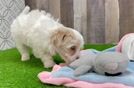 Cute Maltipoo Baby