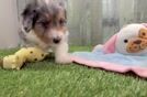 Best Mini Aussiedoodle Baby