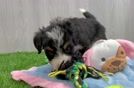 Best Mini Bernedoodle Baby