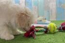 Friendly Maltipoo Baby