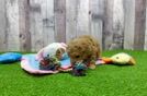 Best Poochon Baby