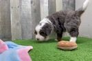 Mini Bernedoodle Puppy for Adoption
