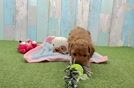 Cavapoo Puppy for Adoption