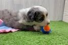 Playful Mini Aussiepoodle Poodle Mix Puppy