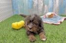 Mini Bernedoodle Pup Being Cute