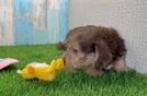 Yorkie Poo Puppy for Adoption