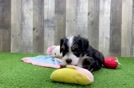 Mini Bernedoodle Pup Being Cute