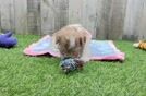 Meet Decker - our Shih Poo Puppy Video