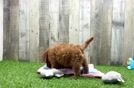Meet Amsterdam - our Cavapoo Puppy Video